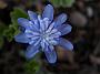 Hepatica Elison Spence